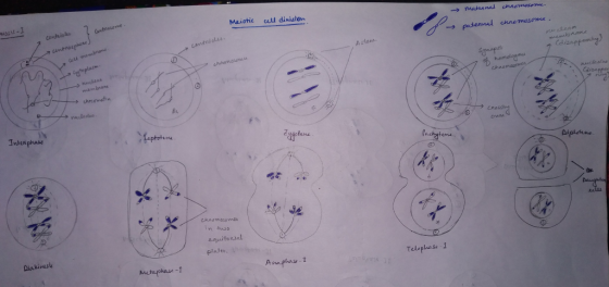 ► maternal chromene Meiotic call dinisten 2 Controsome → potennal cremesonce. centriples membrane Aslan. Cdisappeonting) Cint