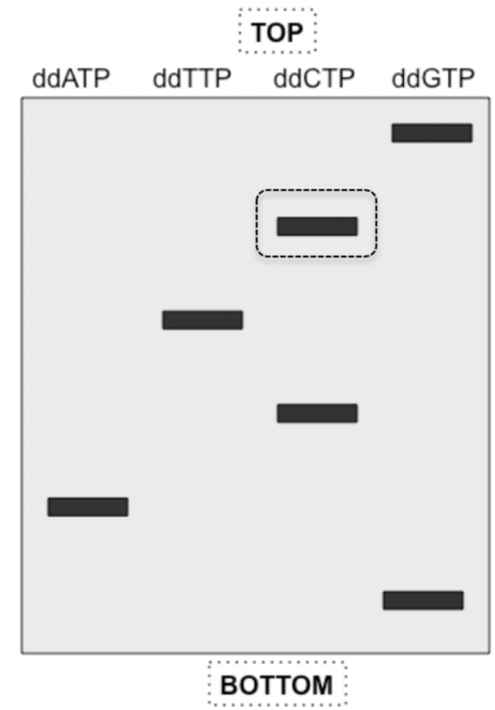 TOP ddCTP ddATP ddTTP ddGTP : BOTTOM: