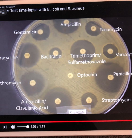 4 PM Fri Mar 20 er Test time-lapse with E. coli and S. aureus Ampicillin Neomycin Gentamicino Vancom racycline Bacitracin Tri