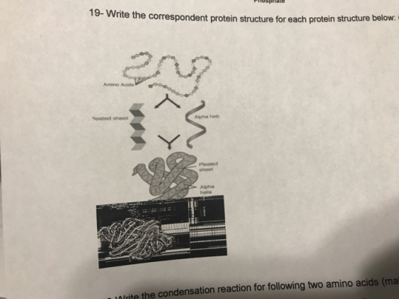 rite the correspondent protein structure for each protein structure below. Amino Acids leated sheet Alpha hek Pleated sheet Alpha alrite the condensation reaction for following two amino acids (ma