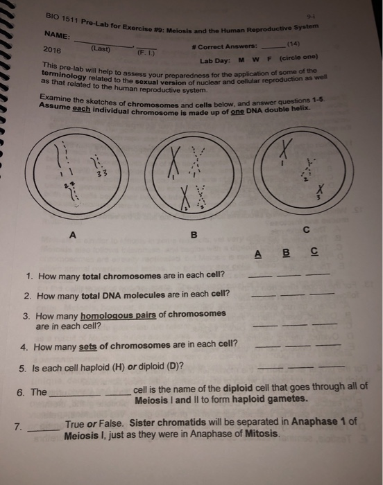 IO 1511 Pre-Lab for Exercise #9: Meiosis and the NAME 2016 (14) # Correct Answers: (Last) (F. L) Lab Day: MWF (circle one) yo