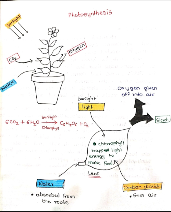 Photosynthesis Sunlight Water Oxygen given off into air bunlieb Light Sunlight 6202 + 6H2O -> Co Higor +O2) Starch СЫorophy)
