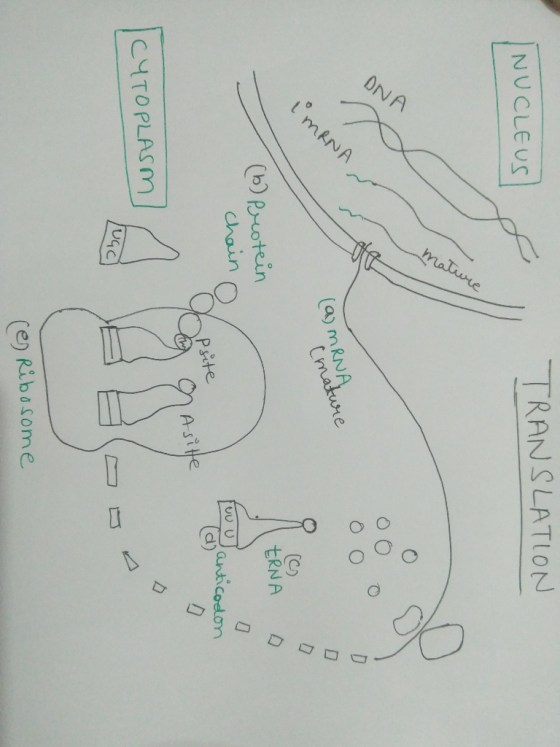TRANSLATION NUCLEus (a) mRN (b) prcotein to) ERNA Psite d)D Asi tte CYTOPLASm ce) Ribasome