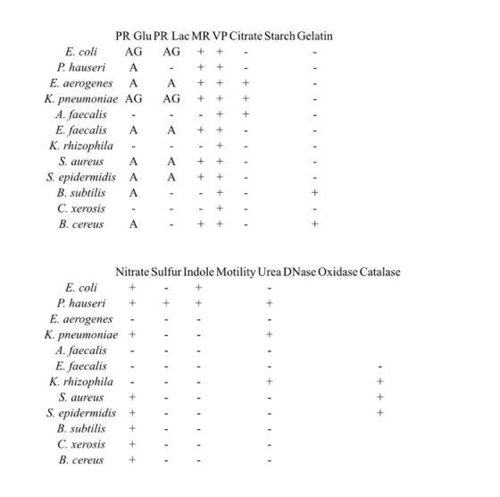 + + + + + + + + + + + + 1 + PR Glu PR Lac MR VP Citrate Starch Gelatin E. coli AG AG P. hauseri A E. aerogenes A A K. pneumon