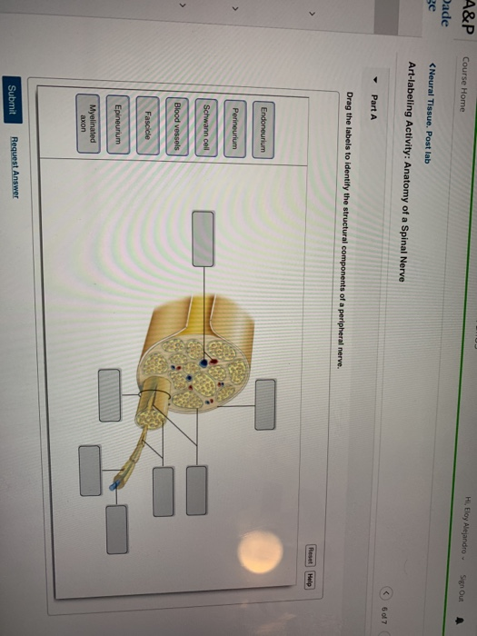 | | | | | | Course Home &P de <Neural Tissue. Post lab Art-labeling Activity: Anatomy of a Spinal Nerve 6 of 7 Part A Drag th