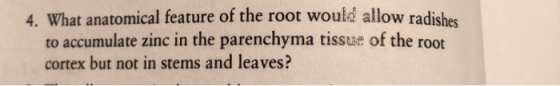 4. What anatomical feature of the root would allow radishes to accumulate zinc in the parenchyma tissue of the root cortex but not in stems and leaves?