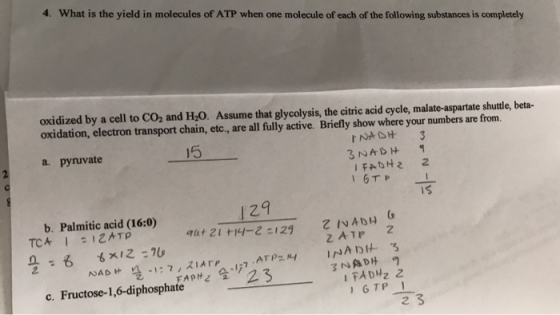 4. What is the yield in molecules of ATP when one molecule of each of the following substances is completely oxidized by a ce