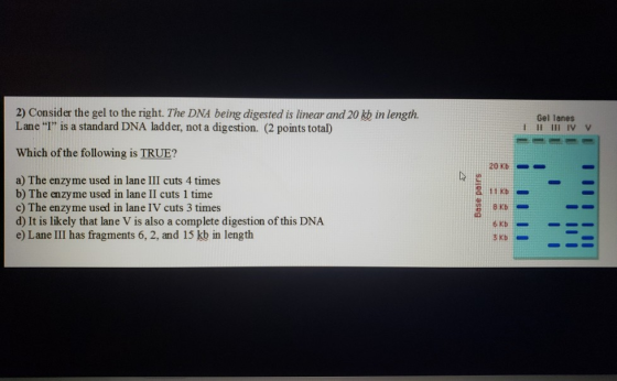 2) Consider the gel to the right. The DNA being digested is linear and 20 kb in length. Lane T is a standard DNA ladder, no