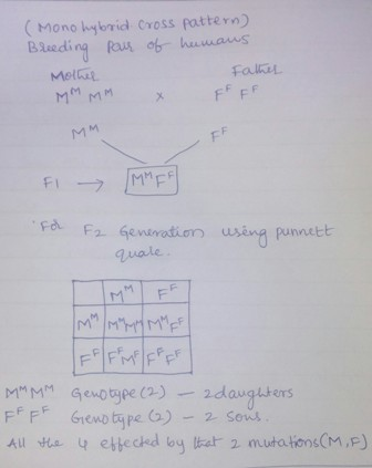 ( Mono bybrid Cross patte) Beding us ob buwa anes Melit FaKiL using punnett uale MF Aul etteckd by at 2 mutatons(M,P)