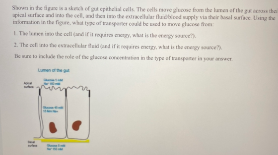 Shown in the figure is a sketch of gut epithelial cells. The cells move glucose from the lumen of the gut across thei apical