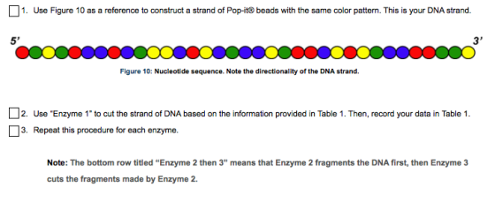 1. Use Figure 10 as a reference to construct a strand of Pop-it® beads with the same color pattern. This is your DNA strand.