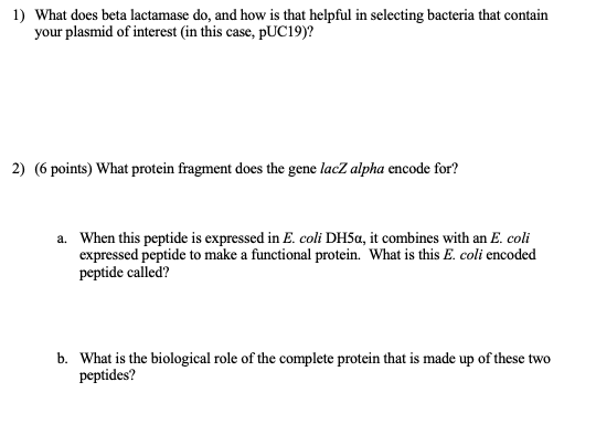 1) What does beta lactamase do, and how is that helpful in selecting bacteria that contain your plasmid of interest (in this