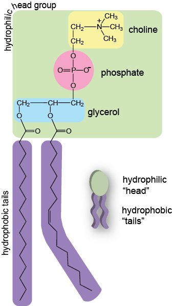 nead group CH3 hydrophilic CH2—N—CH3 choline Сн, сн. O=P-o phosphate CH2= CH-CH2 O glycerol =o =o hydrophilic head hydropho
