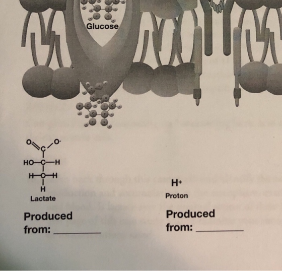Glucose но-син H+ Proton Lactate Produced from: Produced from: