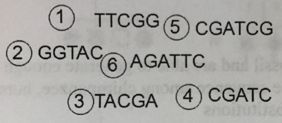 ③TACGA ④CGATC