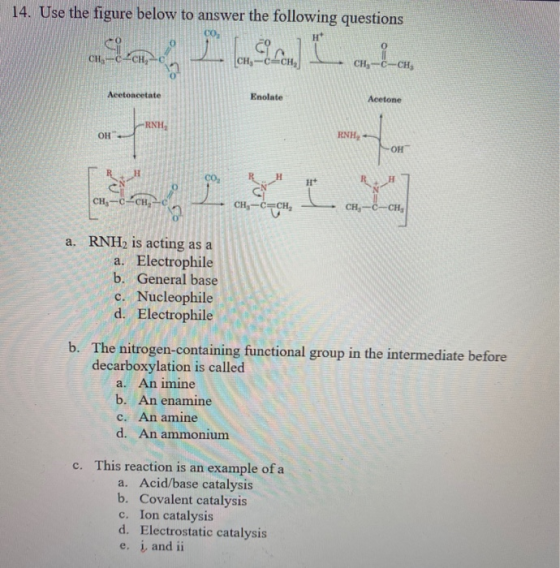 14. Use the figure below to answer the following questions сон сн. CH-4CH CH, C-CH, CO, H je som Acetoacetate Enolate Acetone