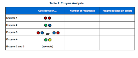 Table 1: Enzyme Analysis Cuts Between... Number of Fragments Fragment Sizes in order) Enzyme 1 Enzyme 2 Enzyme 3 OOor OO Enzy