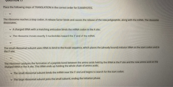 Place the following steps of TRANSLATION in the correct order for EUKARYOTES. The ribosome reaches a stop codon. A release fa