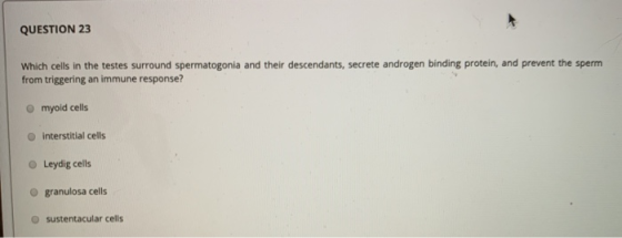 QUESTION 23 Which cells in the testes surround spermatogonia and their descendants, secrete androgen binding protein, and pre