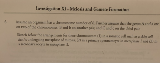 Investigation XI - Meiosis and Gamete Formation Assume an organism has a chromosome number of 6. Further assume that the gene
