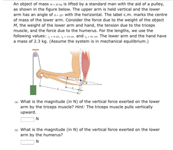 An object of mass -20 kg is lifted by a standard man with the aid of a pulley, as shown in the figure below. The upper arm is