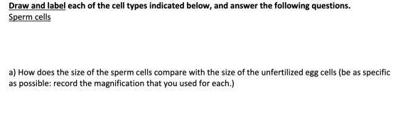 Draw and label each of the cell types indicated below, and answer the following questions. Sperm cells a) How does the size o