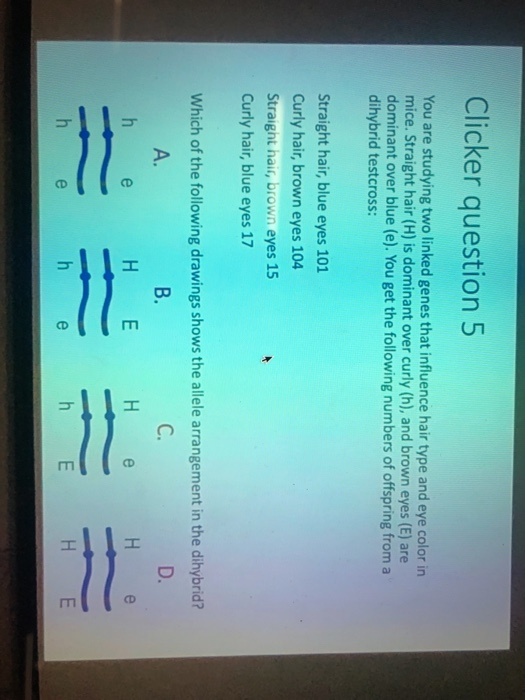 Clicker question 5 You are studying two linked genes that influence hair type and eye color in mice. Straight hair (H) is dom