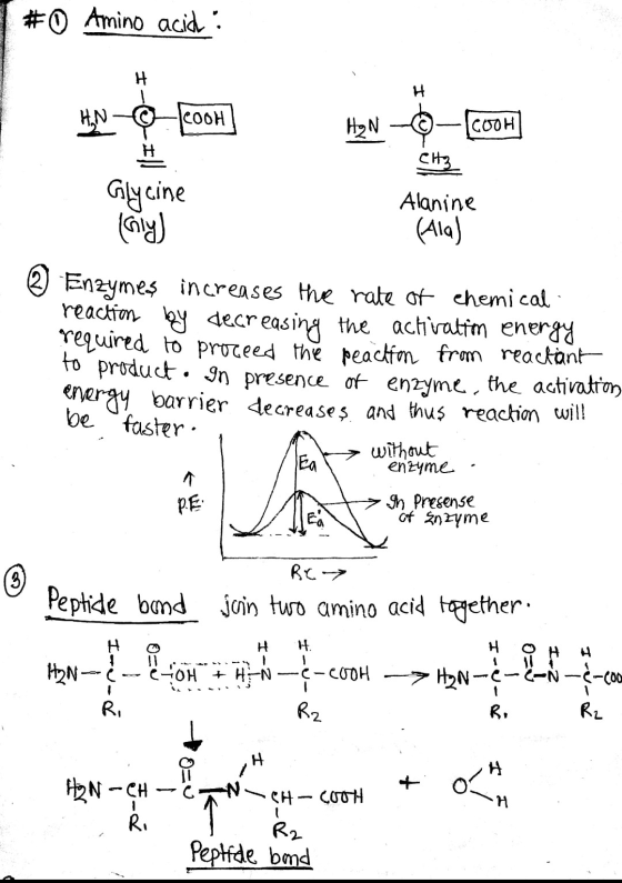 #0 Amino acid: H HN--200H] H2N-©-COOH Glycine (Gly) Alanine (Ala) & reaction by proceed the (2) Enzymes increases the rate of