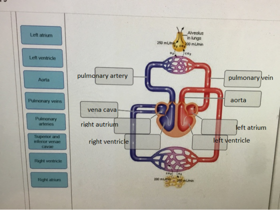 Left atrium Alveolus in lungs 250 mm, co 200 mU/min Co Left ventricle pulmonary artery Aorta pulmonary vein Pulmonary veins a