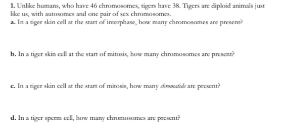 1. Unlike humans, who have 46 chromosomes, tigers have 38. Tigers are diploid animals just ke us, with autosomes and one pair of sex chromosomes. a. In a tiger skin cell at the start of interphase, how many chromosomes are present li b. In a tiger skin cell at the start of mitosis, how many chromosomes are present? c. In a tiger skin cell at the start of mitosis, how many chromatids are present? d. In a tiger sperm cell, how many chromosomes are present?