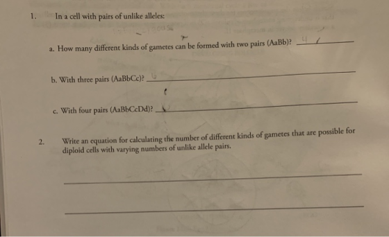 1. In a cell with pairs of unlike alleles: a. How many different kinds of gametes can be formed with two pairs (AaBb)? b. Wit