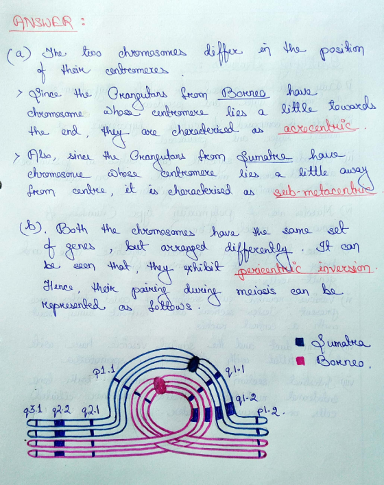 ANSWER : (a) The two chromosomes differ in the position . of theire centromeres . Since the Orangutans from Berne have chreme