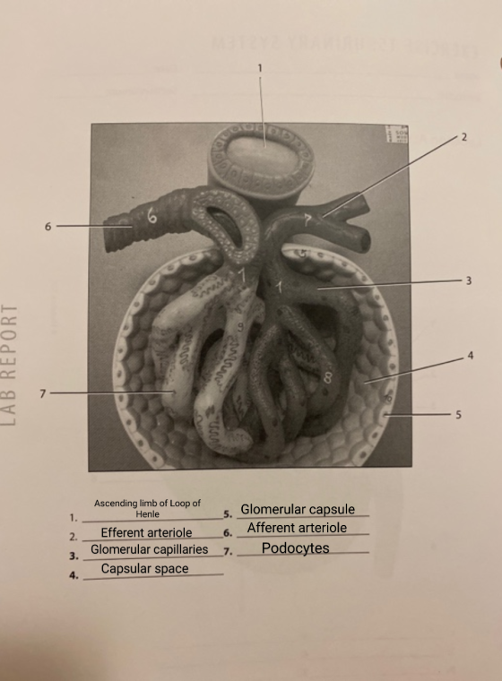1 2. 6 3 LAB REPORT 7 5 Ascending limb of Loop of Henle 1. 5. 2. 6. Glomerular capsule Afferent arteriole Podocytes Efferent