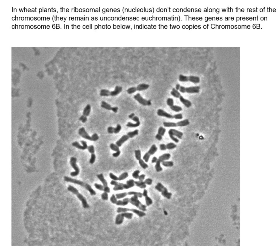 In wheat plants, the ribosomal genes (nucleolus) dont condense along with the rest of the chromosome (they remain as unconde