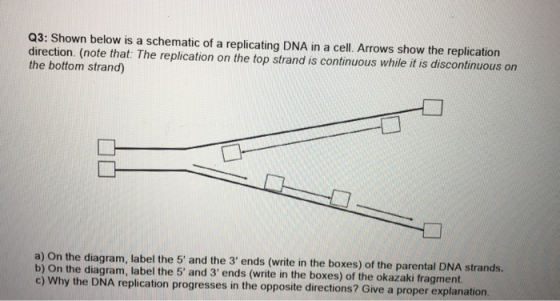 Q3: Shown below is a schematic of a replicating DNA in a cell. Arrows show the replication direction. (note that: The replica