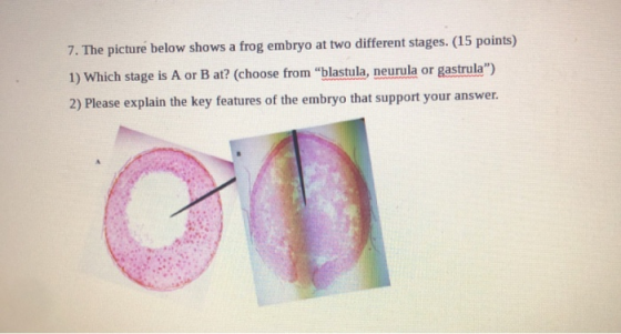 7. The picture below shows a frog embryo at two different stages. (15 points) 1) Which stage is A or B at? (choose from blas
