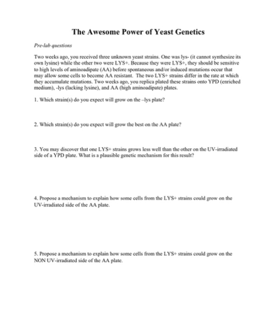 The Awesome Power of Yeast Genetics Pre-lab questions Two weeks ago, you received three unknown yeast strains. One was lys- (