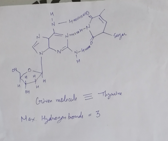 MIO I-Z Nuuumu-N Vrhum KH H1 NH HH OH Griven molecule ² Thymine Max. Hydrogen bonds = 3