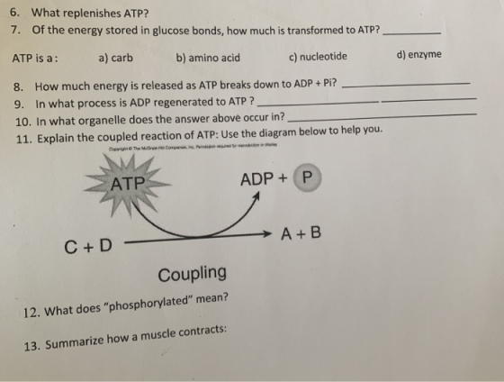 6. What replenishes ATP? 7. Of the energy stored in glucose bonds, how much is transformed to ATP? ATP is a: a) carb b) amino