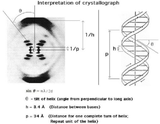 Interpretation of crystallograph 17h 01/p IP sin = n2/20 - tilt of helix (angle from perpendicular to long axis) - 3.4 A (Dis