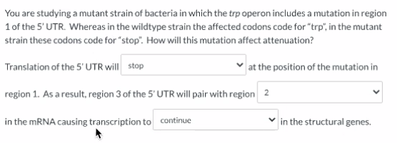 You are studying a mutant strain of bacteria in which the trp operon includes a mutation in region 1 of the 5UTR. Whereas in
