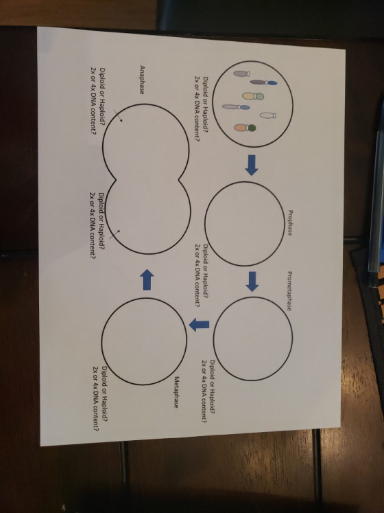 Prophase Prometaphase Diploid or Haploid? 2x or 4x DNA content? Diploid or Haploid? 2x or 4x DNA content? Diploid or Haploid?