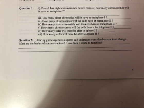 Question 1: i) If a cell has eight chromosomes before meiosis, how many chromosomes will it have at metaphase I? ii) How many