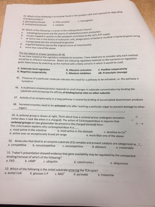 eurtansmitteenzyme found in the synaptic cleft and required for degrading a. glycosyltransferase c hemoglobin b. PDH complex e.catalase d. acetylcholinesterase 44. Which of the following is a tenet of the endosymbiotic theory? a autophagolysosomes are the source of substantial protein production viruses at some time i incorporated into the mitochondrial genome engulfed bacteria may be the original source of m more than one of the above pped in vesicles in the cytoplasm contribute to the cells ATP supply e. the history of eukaryotic cells, phagocytosis of bactería resulted in bacterial genes being d. e. The key below to answer questions 45-48 As we have looked at the e regulatory methods for enzaymes, I have asked you to consider why each method met would be an efficient mechanism. goals listed below by matching up the atch the following regulatory methods to the scenarios or regulation method with a likely scenario in which it would be used. A. Substrate level regulation B. Allosteric activation E. Allosteric inhibition C. Positive cooperativity AB. Proteolytic cleavage D. Negative cooperativity esence of a particular molecule indicates the need for a pathway to be activated, i.e. the pathway is turned on ic enzyme/protein responds to small changes in substrate concentration by binding the substrate and increasing the affinity of binding/active sites on other subunits 47 Activity of an enzyme early in a long pathway is slowed by binding of accumulated downstre 48. Secreted enzymes nee d to be activated only after reaching a particular organ to prevent damage to other 49. A carboxyl group is shown at right. Think about how a carboxyl group undergoes ionization (what does it look like when it is charged). The action of Carboxypeptidase-A requires that carboxyl groups on two glutamates be present in the charged (ionized) form This information explains why carboxypeptidase-A.. a. most active in the intestine d. active over an exceptionally broad pH range b. most active in the stomach c. sensitive to Ca2 e. more than one of the above 50. Molecules that bind to an enzyme-substrate (ES) complex and prevent catalysis are categorized as_? a. competitive b. noncompetitive c.uncompetitive d. allosteric e. irreversible S1. Trabers presentation showed evidence that gene availability may be regulated by the unexpected binding/removal of which of the following? a. FAD b. CAMP c. ubiquitin d. cytochrome c e. ubiquinone 52. Which of the following is the initiol substrate entering the TCA cycle? c. NAD d. pyruvate e. histamine