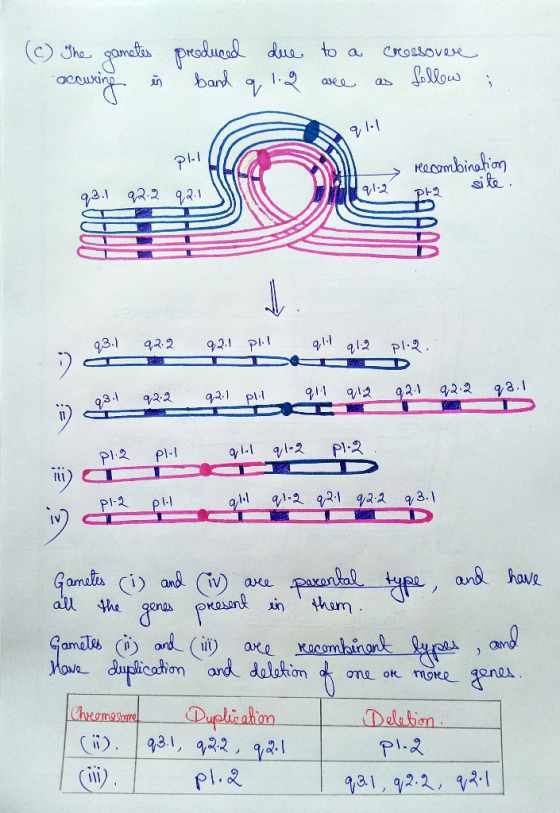 (c) The gametes occuring in produced due band q 1.2 to a are crossovere as follow Pl.1 recombination 91.2 site 93.1 92-2 92.1