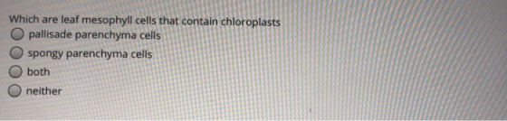 Which are leaf mesophyll cells that contain chlorop Opallisade parenchyma cells spongy parenchyma cells both Oneither