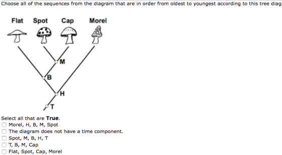 Choose all of the sequences from the diagram that are in order from oldest to youngest according to this tree diag Flat Spot Cap Morel Select all that are True. Morel, H, B, M, Spot The diagram does not have a time component. Spot, M, B, H, T OT, B, M, Cap Flat, Spot, Cap, Morel