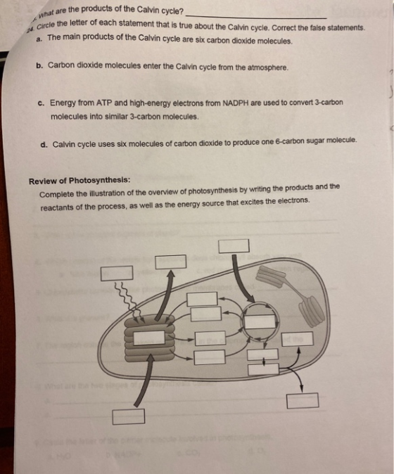 What are the N. Circle the at are the products of the Calvin cycle? ircle the letter of each statement that is true about the