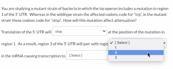 You are studying a mutant strain of bacteria in which the trp operon includes a mutation in region 1 of the 5UTR. Whereas in