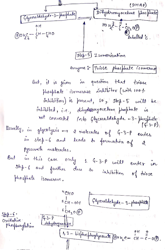 Glyceraldehyde-3-phosphate? (DHAD) Dihydroxyacetone phos plate Home -cu, OP Labelled c. 애 poh¢-CH-CHO 31e6-5Isomerization enz